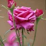 Nature Nature Buety