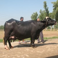 Amir Dfd