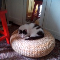 Rosi Morber