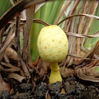 Debbie Santiago-Braga