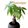 Pachira Digital