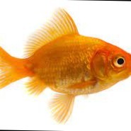 gold fish