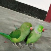 Kokila S