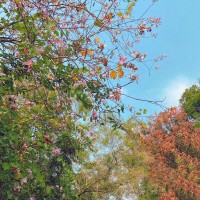 阚青青