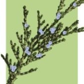 Juniper Tutors