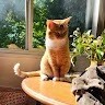 Schrodinger'S Cat