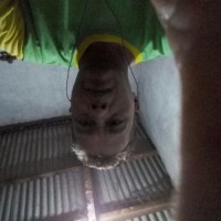 Ari Seno Pamungkas