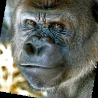 Bo Kito