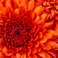محمود صالح