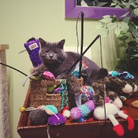The Kitty Beautiful Cat Cafe