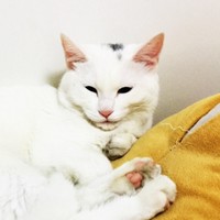 卢子健