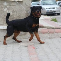 Ankara Elektrikçi