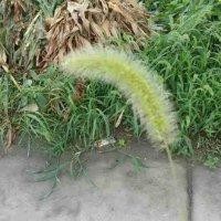 严一鹏