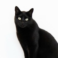 Mascote Pirata The Cat