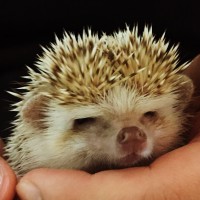 吉村健一