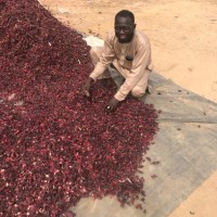 Auwal Alati