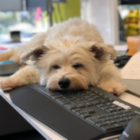 Chewie Office-Dog