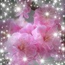 Fathima Begum