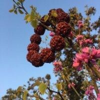 袁新海