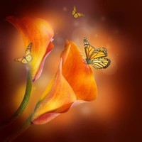 Sue Clark