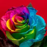 Shaik reshma
