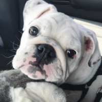 Tofu Bully
