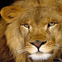 José Antonio Guzmán