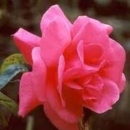 shankar kumar
