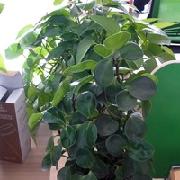 夏云龙