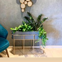 Gardenia Pots et Plantes