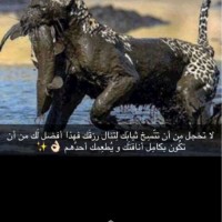 عبدالرحمن الشريف