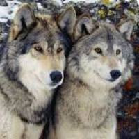 Daniel Boshoff