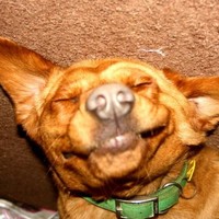 Chewie LaRue