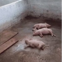 谢瑞红
