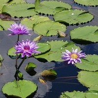 蔡照滿Ewaterfeatures