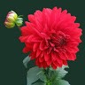 B Meghana