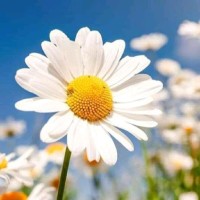 نبع الحنان