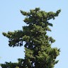 Dieter Meyer