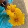 Nivetha G