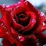Qasim R