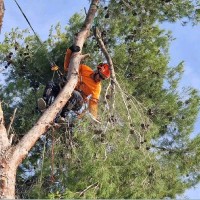 Damián Baños Pagán.