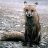 Bradley Fuchs