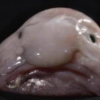 Vis Blub