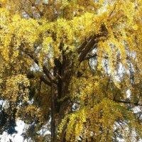 刘代青