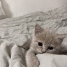 F Rezaei-H