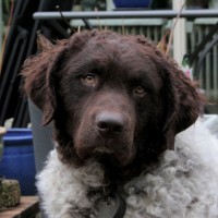 Lucas De Hond