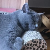 黄青梅