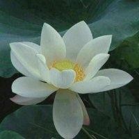 夏晓芳