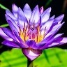 T Lotus