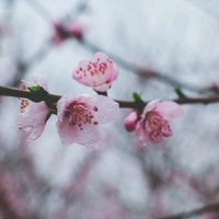 白杨树